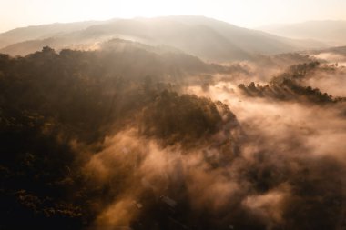 golden morning fog in the forest and the road in the forest