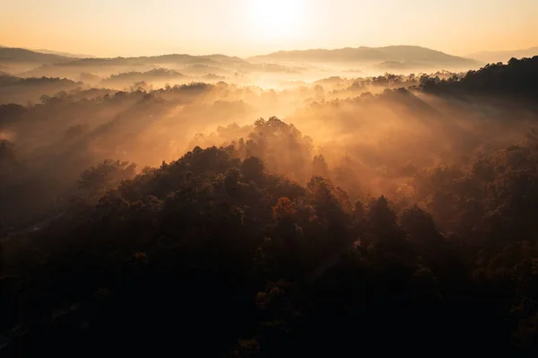 Golden Morning Fog Forest Road Forest — Stockfoto