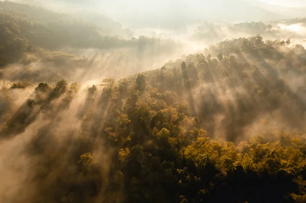 Niebla Dorada Mañana Bosque Camino Bosque — Foto de Stock