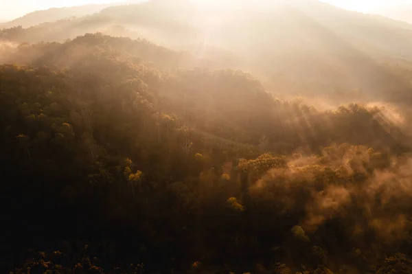 Golden Morning Fog Forest Road Forest — Foto de Stock