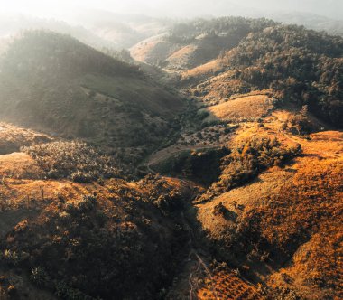 golden meadow in the mountains in the morning summer