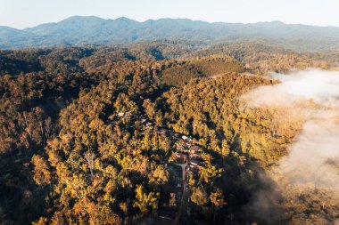 morning golden mist in the forest and morning light