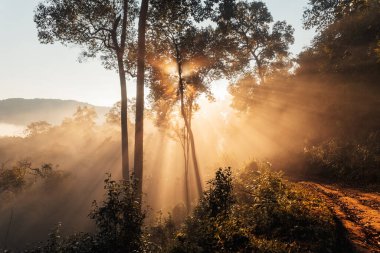 morning golden mist in the forest and morning light