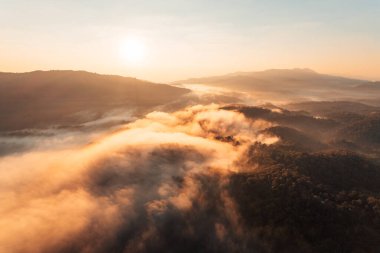 morning golden mist in the forest and morning light