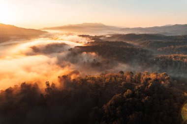 morning golden mist in the forest and morning light