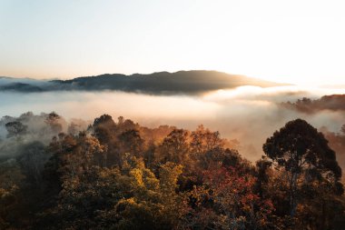 morning golden mist in the forest and morning light