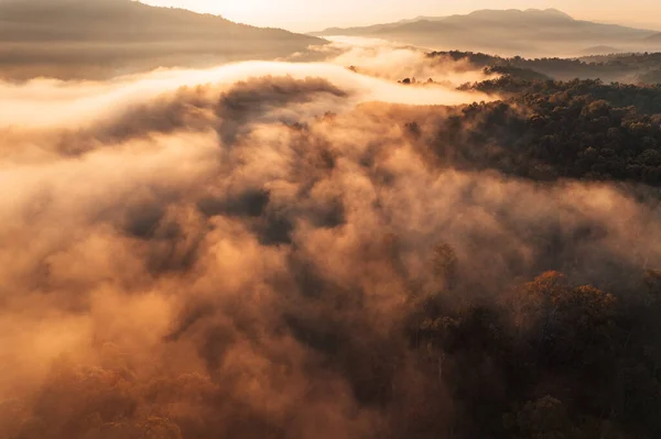 Morning Golden Mist Forest Morning Light — Stockfoto
