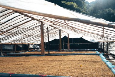 Kahve kurutma evi, doğal kahve çekirdekleri serada kurutulur. Parşömen kahvesi.