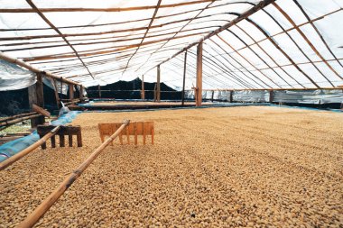 Kahve kurutma evi, doğal kahve çekirdekleri serada kurutulur. Parşömen kahvesi.
