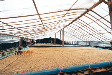 Kahve kurutma evi, doğal kahve çekirdekleri serada kurutulur. Parşömen kahvesi.