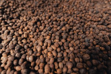 Kahve kurutma evi, doğal kahve çekirdekleri serada kurutulur. Parşömen kahvesi.