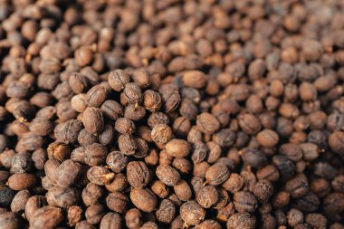 Kahve kurutma evi, doğal kahve çekirdekleri serada kurutulur. Parşömen kahvesi.