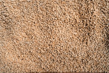 Kahve kurutma evi, doğal kahve çekirdekleri serada kurutulur. Parşömen kahvesi.