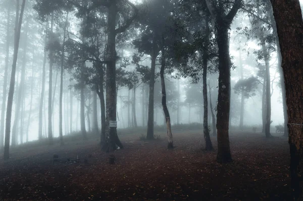 Nevoeiro Floresta Pinheiros Manhã Inverno — Fotografia de Stock