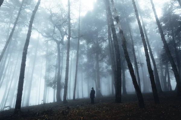 Niebla Bosque Pinos Invierno Mañana — Foto de Stock