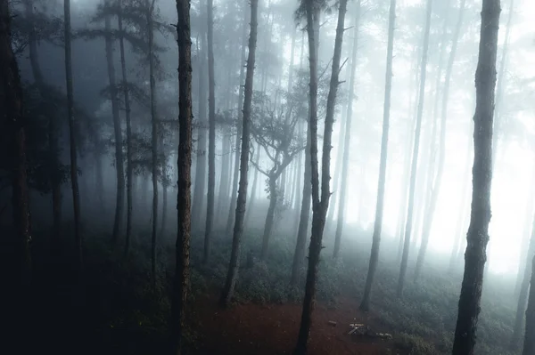 Туман Сосновом Лесу Зимой Утром — стоковое фото