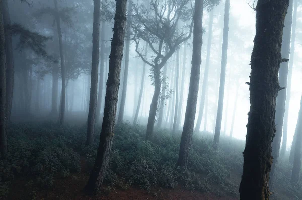 Brouillard Dans Forêt Pins Matin Hiver — Photo