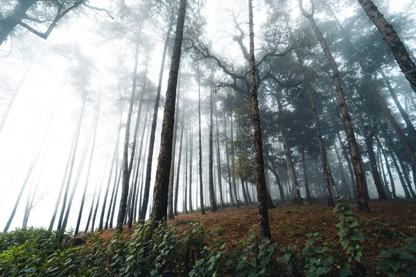 Fog Pine Forest Winter Morning — Stock Photo, Image