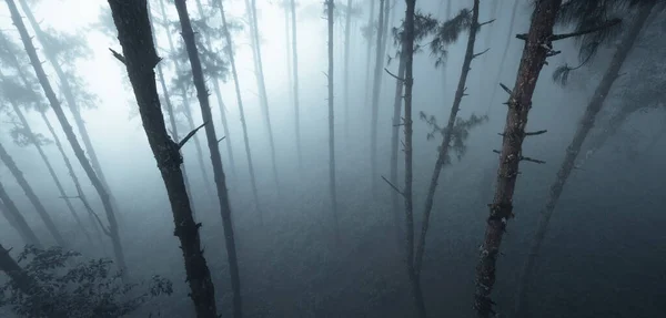 Fog Pine Forest Winter Morning — Stock Photo, Image