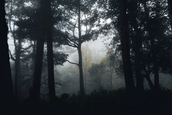 Nevoeiro Floresta Pinheiros Manhã Inverno — Fotografia de Stock