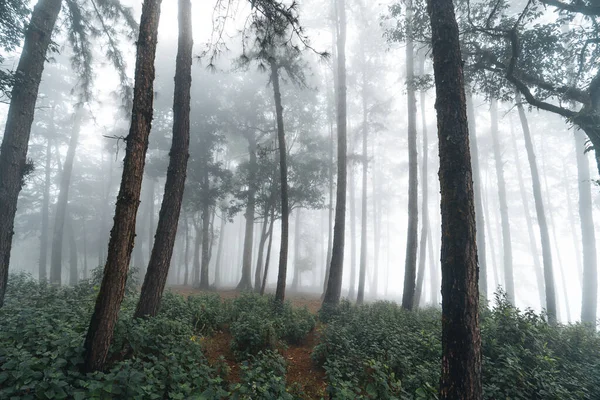 Fog Pine Forest Winter Morning — Stock Photo, Image