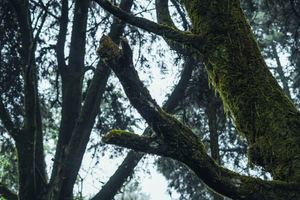 Старые Деревья Мох Тропических Лесах Мох Дереве — стоковое фото