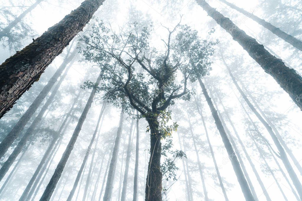 fog in pine forest in winter morning