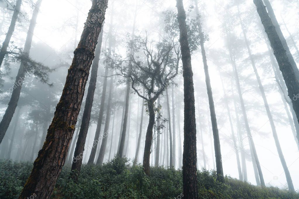 fog in pine forest in winter morning