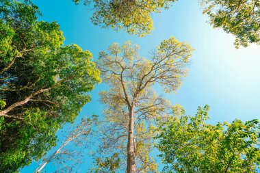 İlkbaharda ağaçlar ve yeşil yapraklar