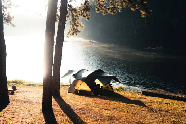 Tall Skog Och Camping Morgonen Sommaren — Stockfoto