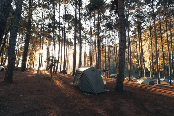 Dennenbos Kampeerterrein Ochtend Zomer — Stockfoto