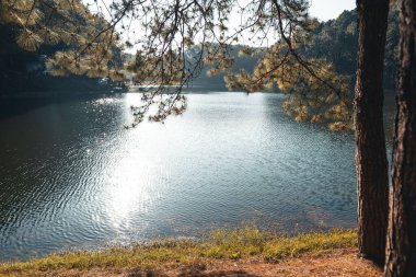 Dinlenme günlerinde rezervuar ve ağaçlar, doğa 