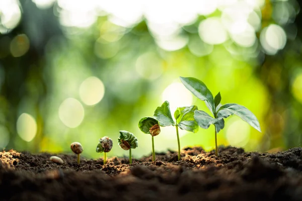 Concept Des Arbres Croissance Plantes Grains Café Arrière Plan Nature — Photo