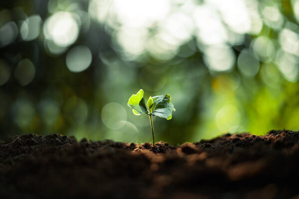 Growth Trees concept Coffee bean seedlings nature background,coffee tree