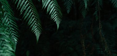 Ormanın arka planında koyu yapraklar, eğreltiotu yaprakları.