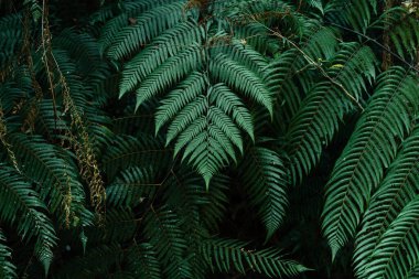 Ormanın arka planında koyu yapraklar, eğreltiotu yaprakları.