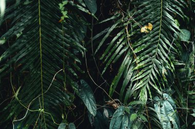 Ormanın arka planında koyu yapraklar, eğreltiotu yaprakları.