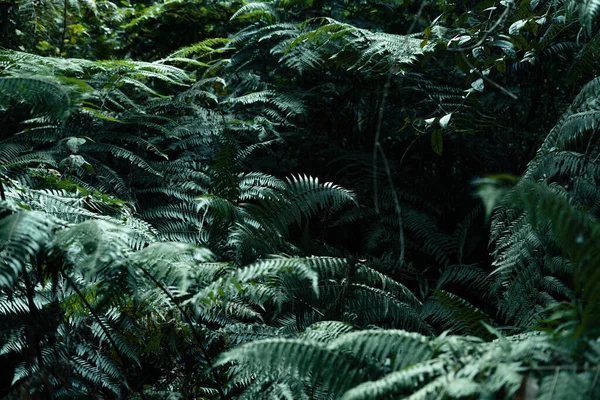 Темные Листья Лесу Фоне Листвы Природе Папоротник Листья — стоковое фото