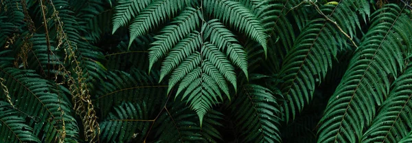 Hojas Oscuras Follaje Del Bosque Fondo Naturaleza Hojas Helecho — Foto de Stock