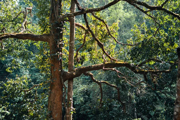 Nuevos Árboles Verdes Mañana Verano Árboles Flores — Foto de Stock