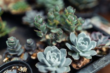 Evdeki küçük bir çiftlikte kaktüs, tencerede kaktüs