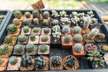 Evdeki küçük bir çiftlikte kaktüs, tencerede kaktüs