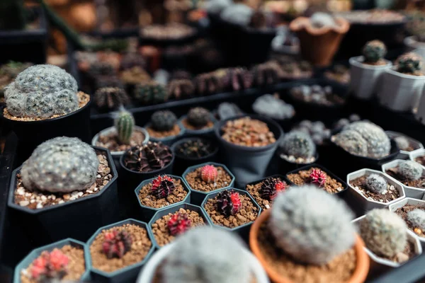 Kaktus Sebuah Peternakan Kecil Rumah Kaktus Dalam Pot — Stok Foto