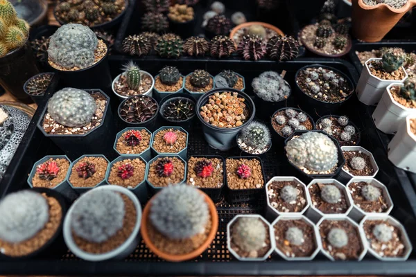 Kaktus Sebuah Peternakan Kecil Rumah Kaktus Dalam Pot — Stok Foto