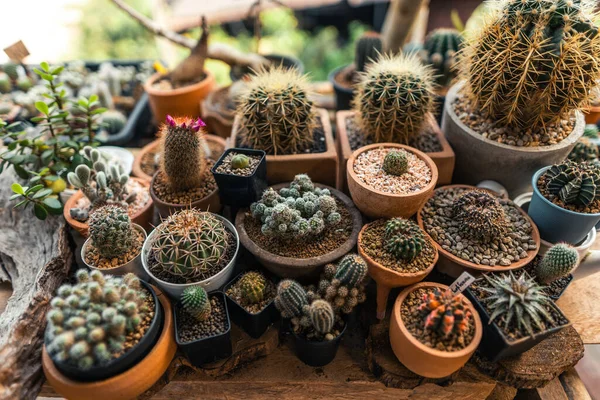 Kaktus Sebuah Peternakan Kecil Rumah Kaktus Dalam Pot — Stok Foto