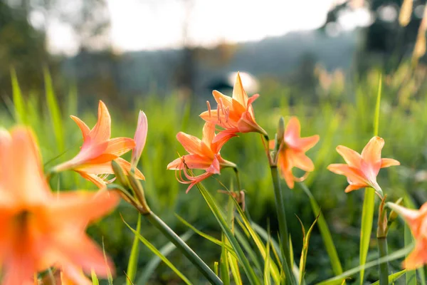 Flowers Spring Lawn Spring Flowers Grass Background — Stock Photo, Image