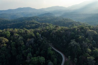 Yüksek açılı tropik orman ve ormana giden yol, muz ormanı.