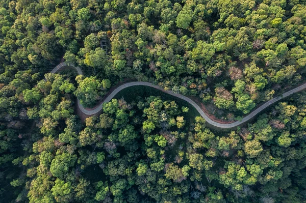 Vysoký Úhel Tropického Lesa Silnice Lesa Banánový Les — Stock fotografie