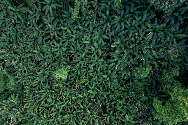 Високий Кут Тропічний Ліс Дорога Ліс Банановий Ліс — стокове фото