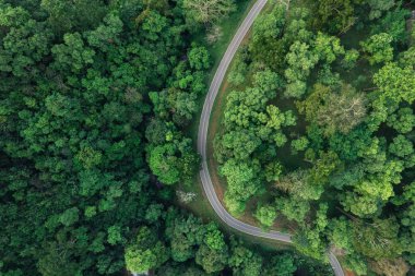 Yol ve yeşil ağaçlar yukarıdan yaz ormanlarında, orman yolunda